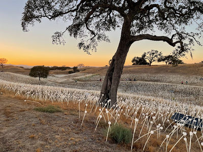 Field of Light