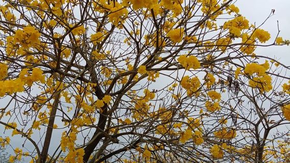 Teng County Taoyuan Lake Rural Tourism Area