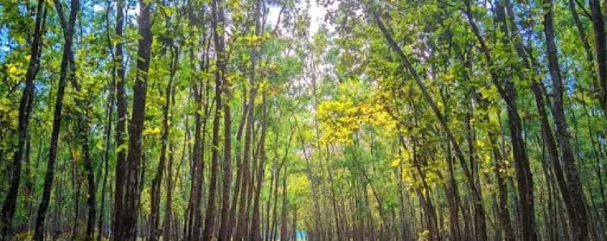 Mithapukur Ecopark