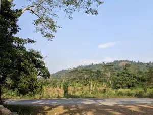 Bunso Arboretum