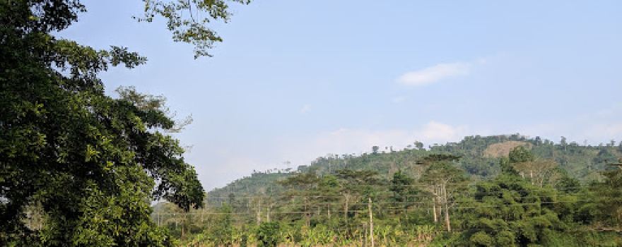 Bunso Arboretum