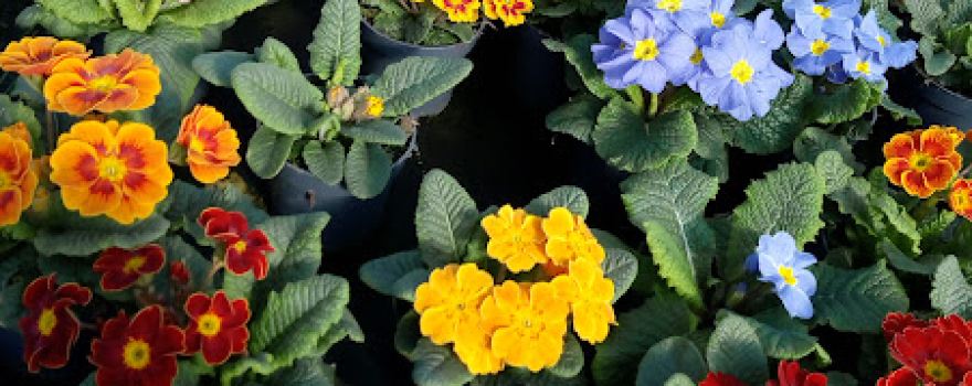 Florawelt Schwarme