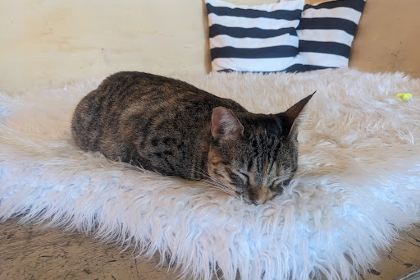 NEKO Cat Cafe Bellingham