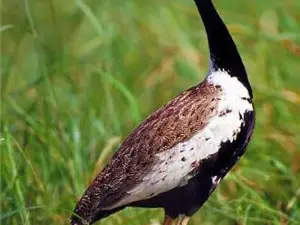 Sardarpur Wildlife Sanctuary