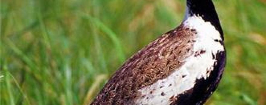 Sardarpur Wildlife Sanctuary
