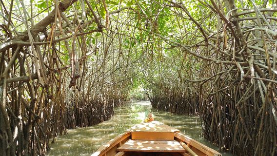 Pichavaram Mangrove Forest