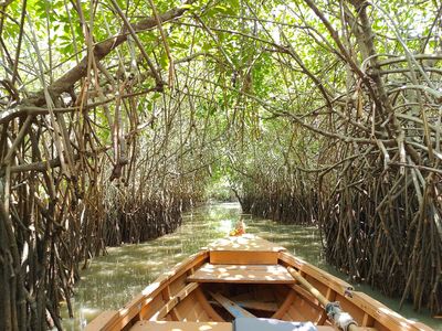 Pichavaram Mangrove Forest