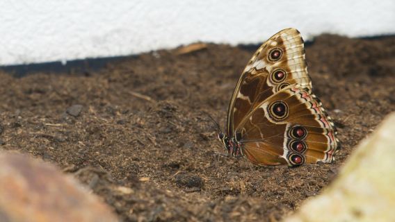 Butterfly House Diana Karlovy Vary