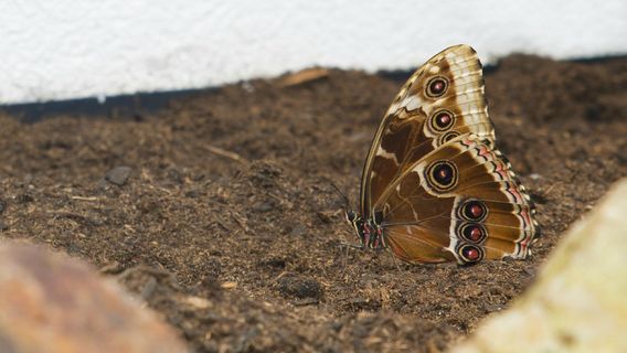 Butterfly House Diana Karlovy Vary