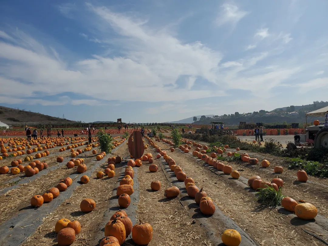 4_Tanaka Farms