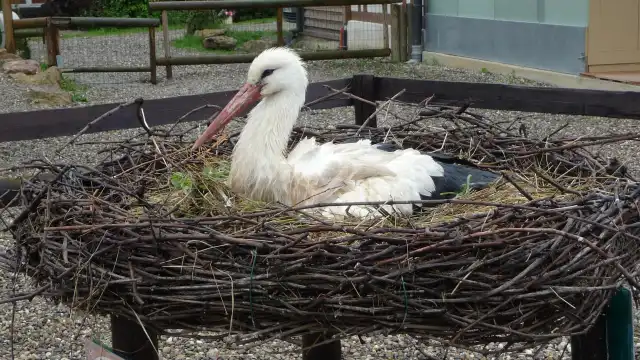 NaturOparC (eg Reintroduction Center)
