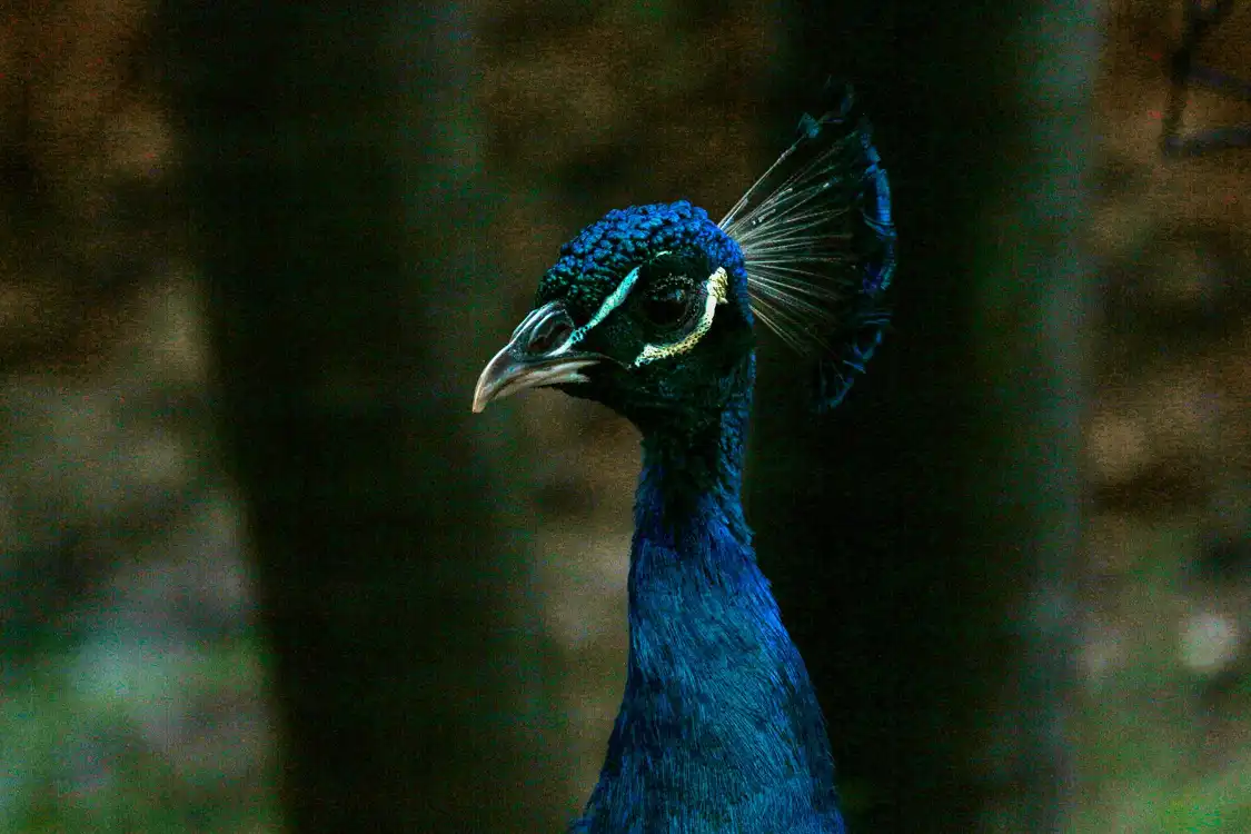 Hotel in zona Zoologico de Americana