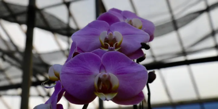 Orchids by Hausermann