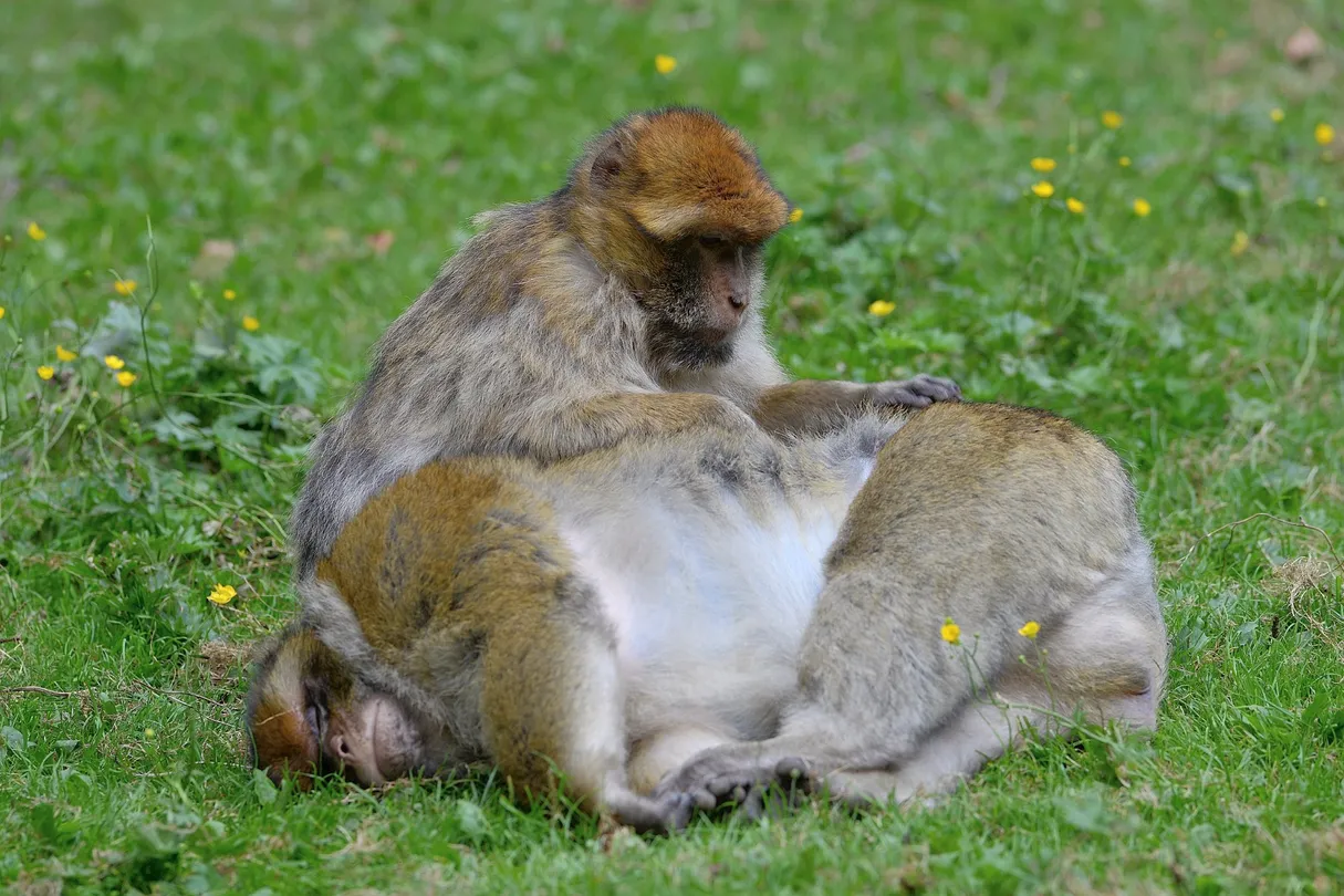 3_La Montagne des Singes