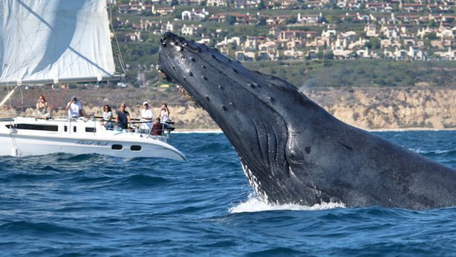 Newport Landing Whale Watching