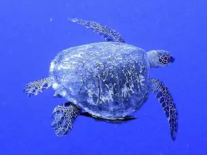 Diveaway Fiji