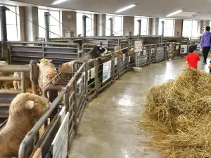Sheep of the World Museum