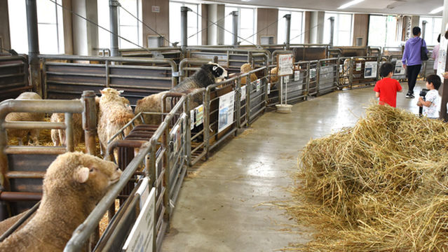 Sheep of the World Museum