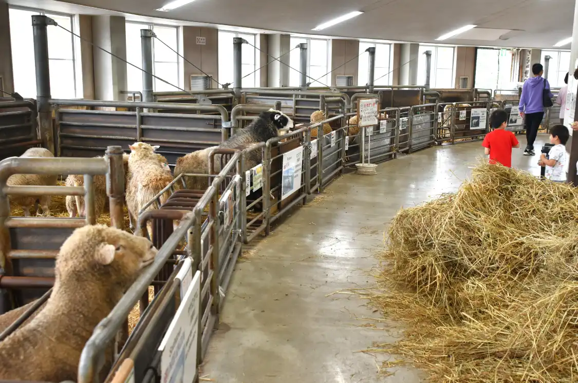 Hotels near Sheep of the World Museum