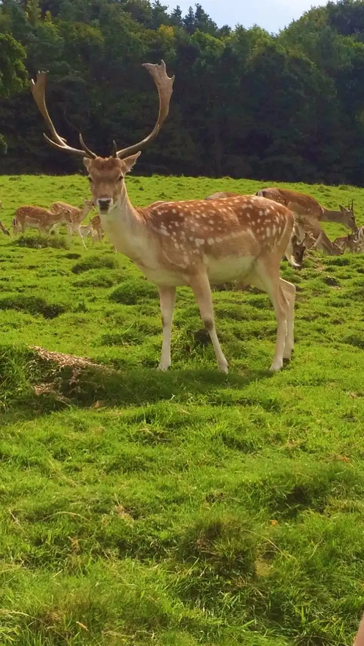 Hotels near Chestnut Centre Otter, Owl & Wildlife