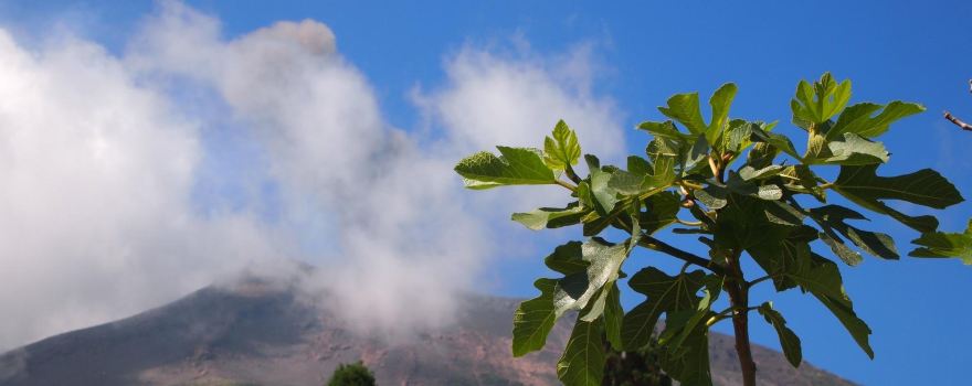 The Volcano Walking