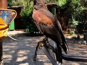 Falconry center