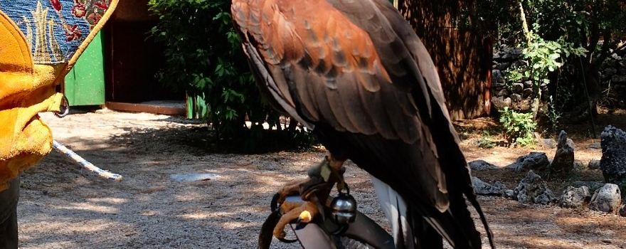 Falconry center