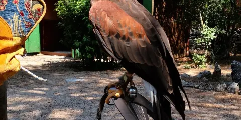 Sokolarski Raptor Centre