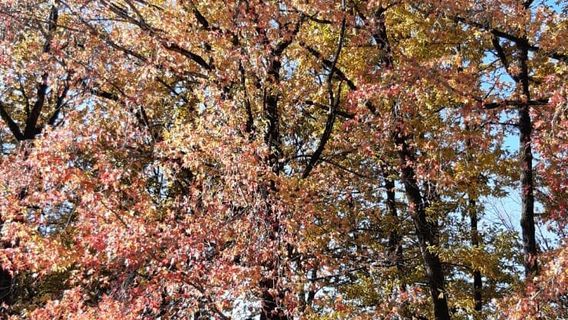 Zugdidi Botanical Garden