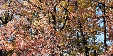 Zugdidi Botanical Garden