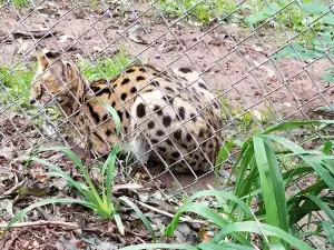 Lost Creek Safari, LLC