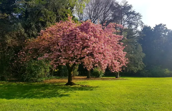 奇尼塞洛巴爾薩莫