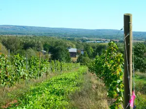 Dempsey Corner Orchards