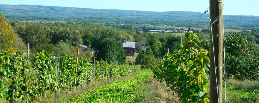 Dempsey Corner Orchards