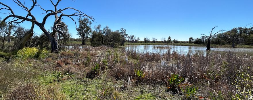 Tiger Bay Wetlands