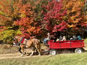 Back of Beyond Equine Centre