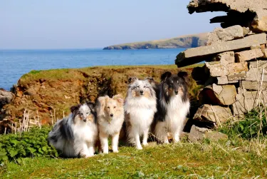 Shetland