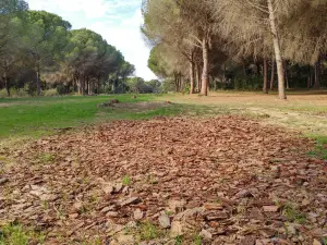El Pinar del Rey