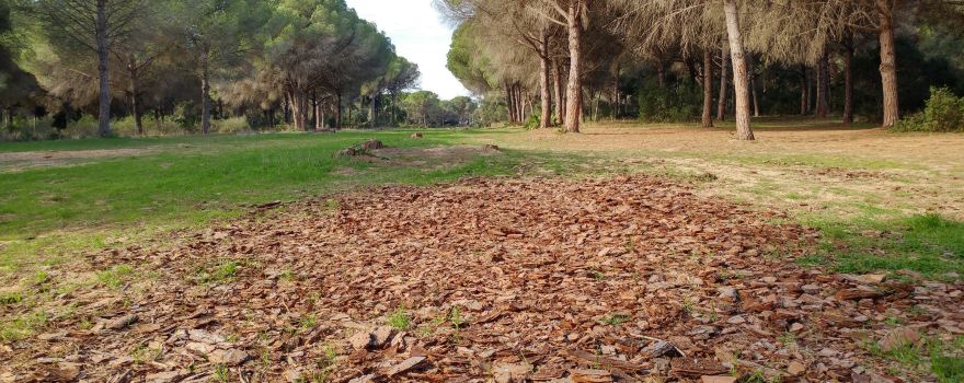 El Pinar del Rey