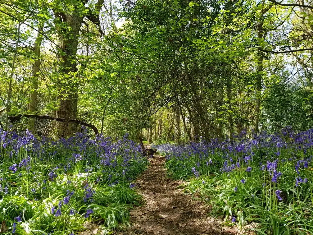 Hotels near Littleheath Woods
