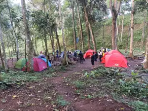 Otak kokok Joben Evergreen