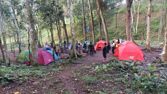 Otak kokok Joben Evergreen