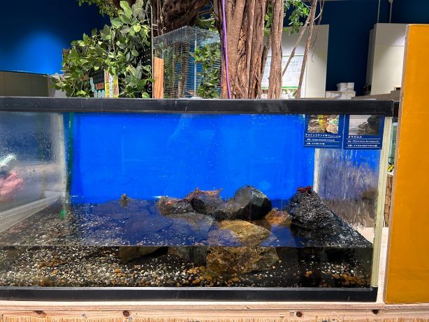 Amami Marine Aquarium & Museum