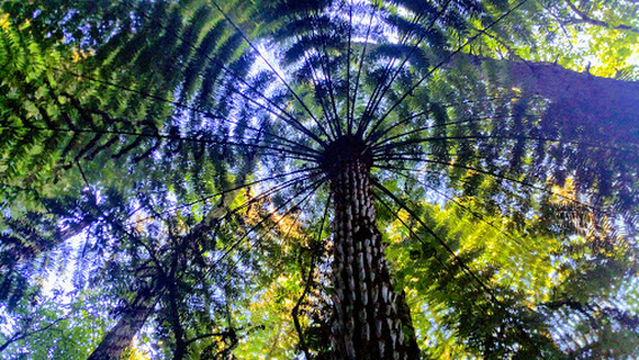 Redwoods Under The Sails Venue