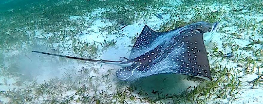 House Reef