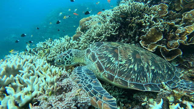 Osaki Beach (Tachii Beach)