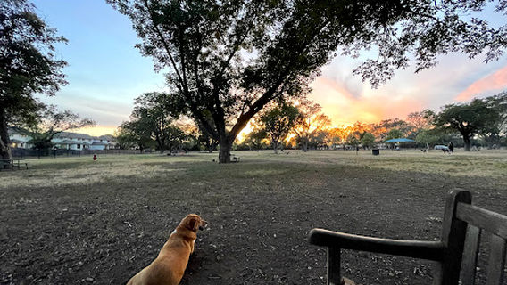 Bark Park