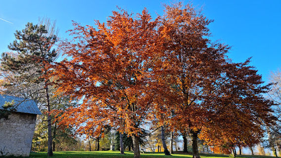 Parc De Buisson-Rond