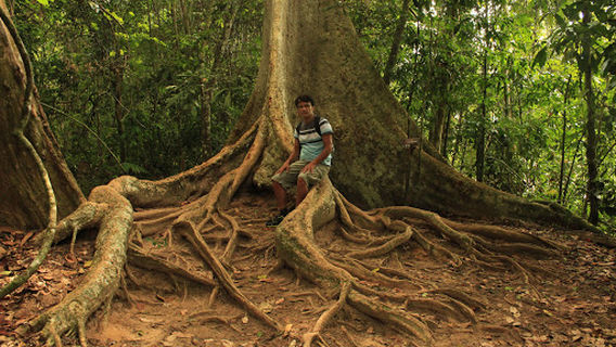 Canopy Walkway Kuala Tahan National Park