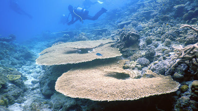 Coral Divers